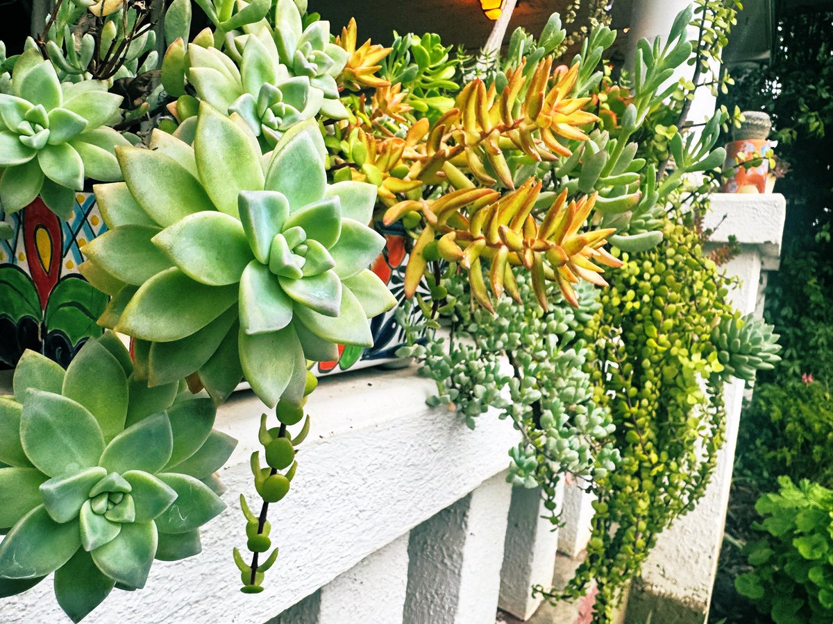 succulents