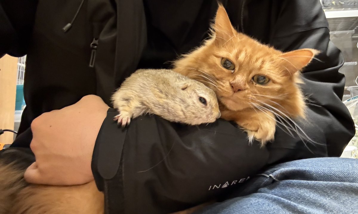 たろう様 Webike | WR3 ダブルアールスリー フルフローティングフロントディスク