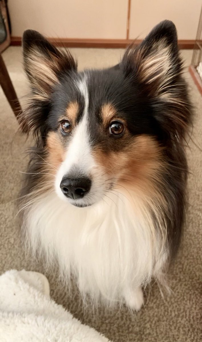 これからブラッシング、歯磨き
そのあと靴を履かされるので
私に近づきたくないひなぴ