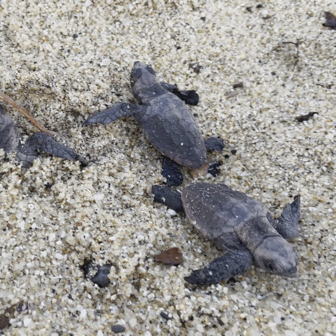 1月の匠は #屋久島 のツアーガイド、大野睦さん。島に上陸したウミガメには個体識別の標識をつけている。大人になれるのは5000匹に1匹、しかも20年以上掛かるといわれる行動が徐々に解明されていく。
福岡 TNC 1月18日（日）午後9時47分～
取材 #俵万智
ナレーション #ジョン・カビラ
音楽 #葉加瀬太郎