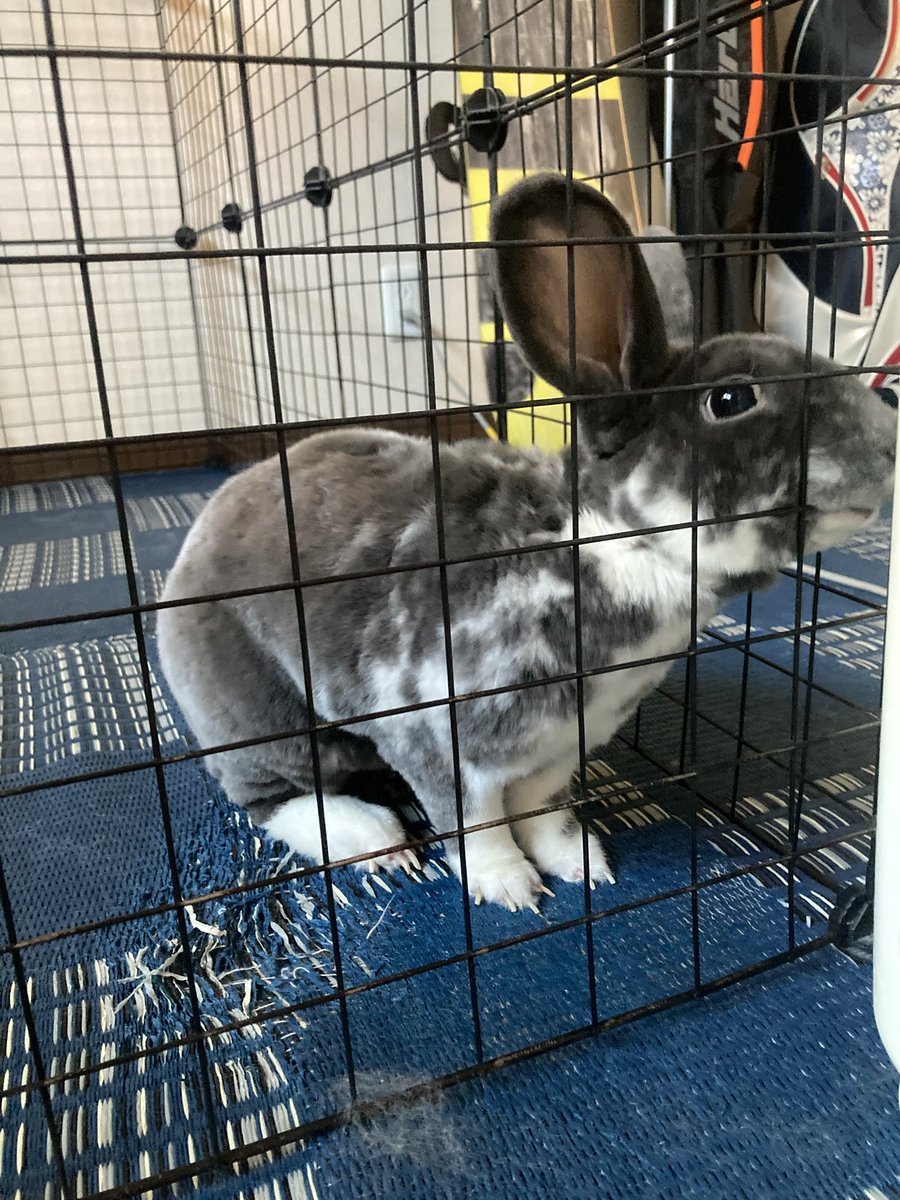 ふわふわうさぎ(￣∀￣)