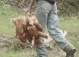 En Cristóbal, ladrones acaban con gallinas y chivos en patios de las viviendas de la comunidad sureña laprovinciard.com/2025/12/en-cri… 
<a href="/luisabinader/">Luis Abinader</a> <a href="/PoliciaRD/">Policía Nacional República Dominicana</a> <a href="/JosePaliza/">Jose Paliza</a> <a href="/YeniBerenice/">Yeni Berenice</a> <a href="/LeonelFernandez/">Leonel Fernández</a> <a href="/DelisHerasme/">OBSERVATORIO</a> <a href="/donfelixspm/">Félix Victorino</a> <a href="/DaniloMedina/">Danilo Medina</a> <a href="/HGuilianiCury/">Héctor Guiliani Cury</a> <a href="/GuerreroMiguelE/">MiguelEGuerrero</a> <a href="/nuriapiera/">N Digital</a>