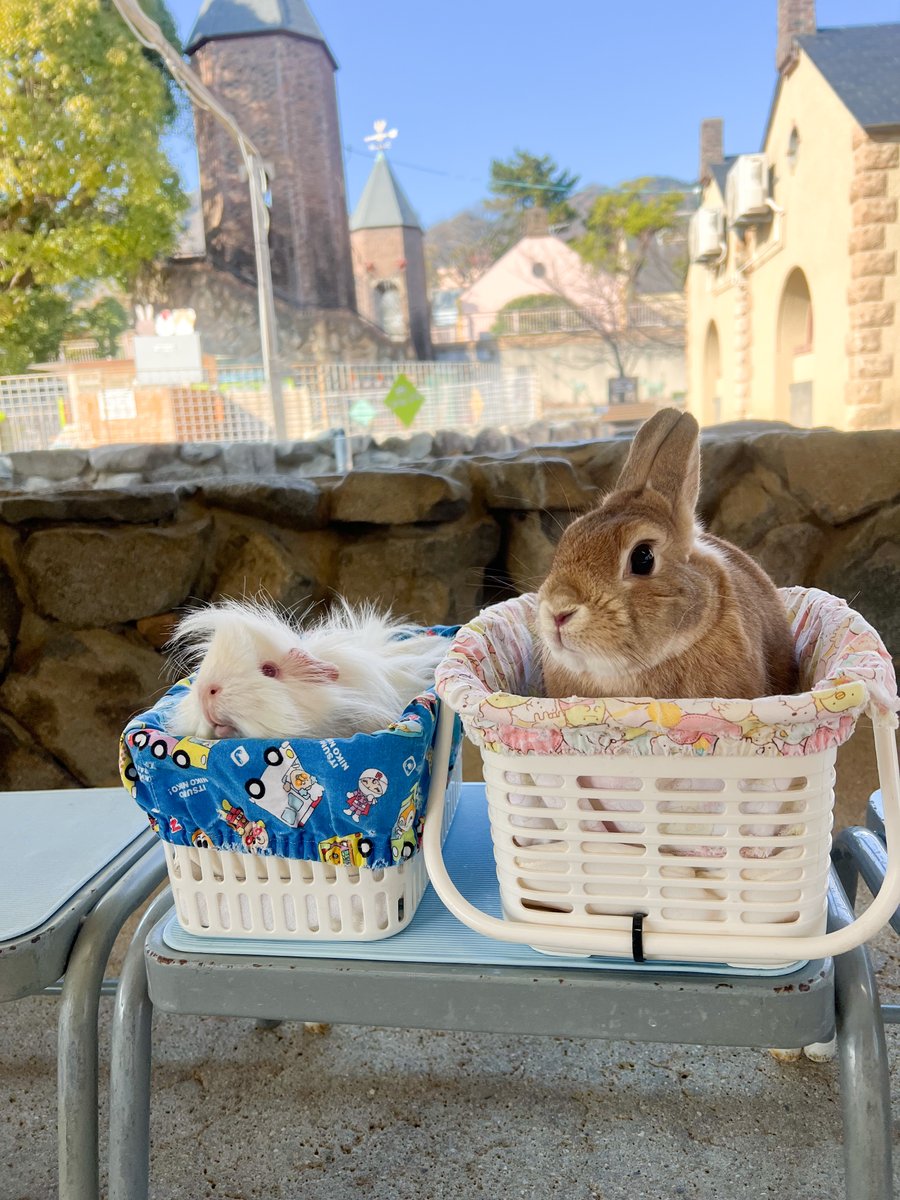 ふれあい広場からお知らせです(._.) 年始のウサギとモルモットの