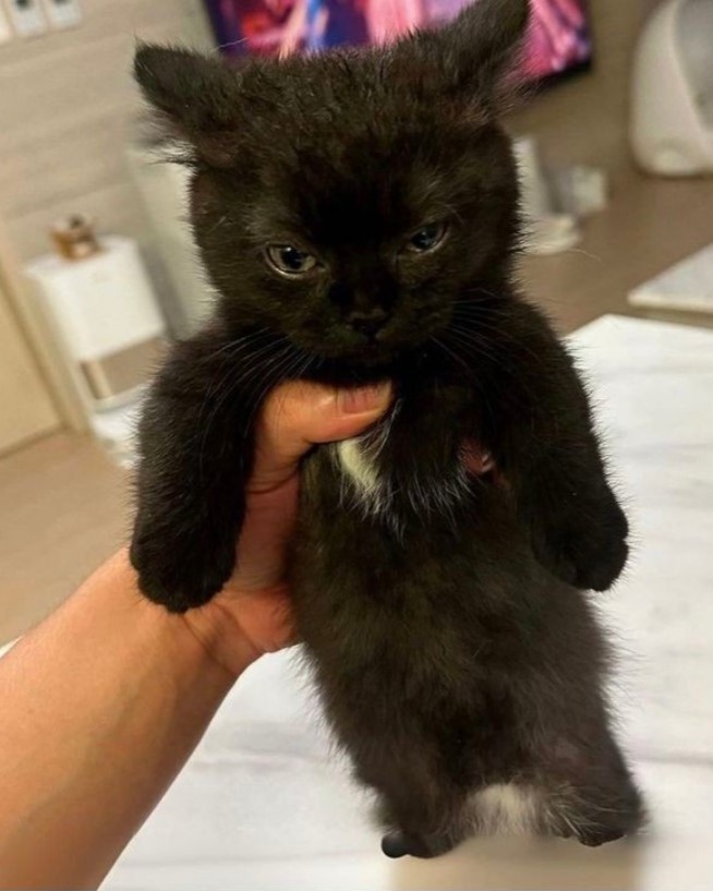Catsillyness's tweet photo. Take this on your journey https://t.co/2oBmlW2haM