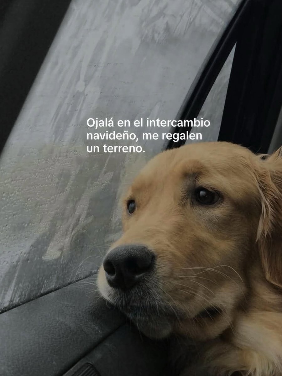 angelo_uf's tweet image. 