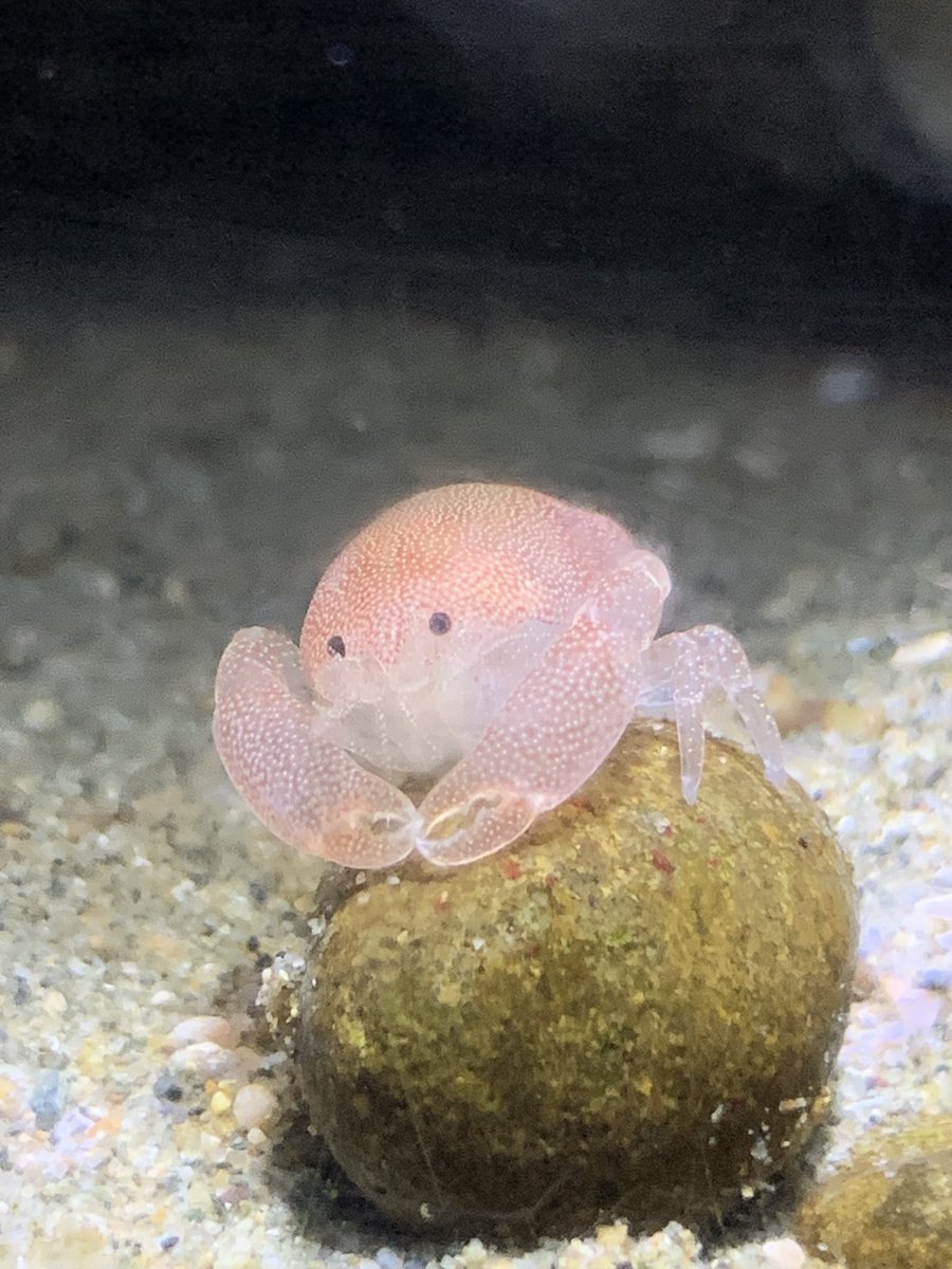 WMNH's tweet photo. 当館で(一部の人に)大人気のミニ水槽コーナー。よーーーく探せば(運が良ければ)、こんな可愛い子に出会えます😊(おはら)
 #カクレエビ #和歌山県立自然博物館 https://t.co/eNoleJBLaY