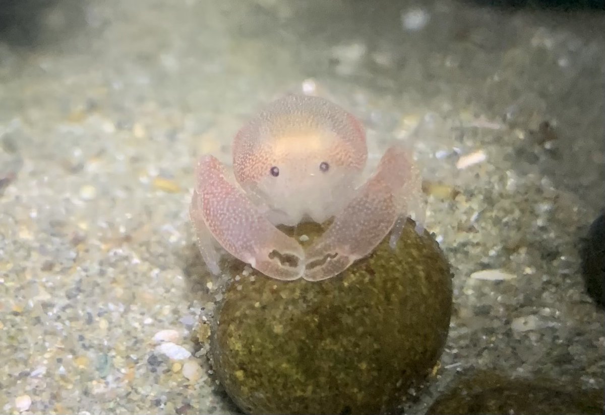 🌱はにわ / haniwa🌱🧠🌸 (@ha_ni_w) / Posts / X