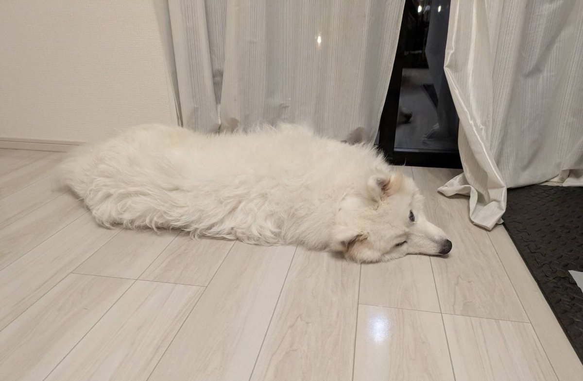 さだはる サモエド☆さだはる (@sadaharu__0905) / Posts / X