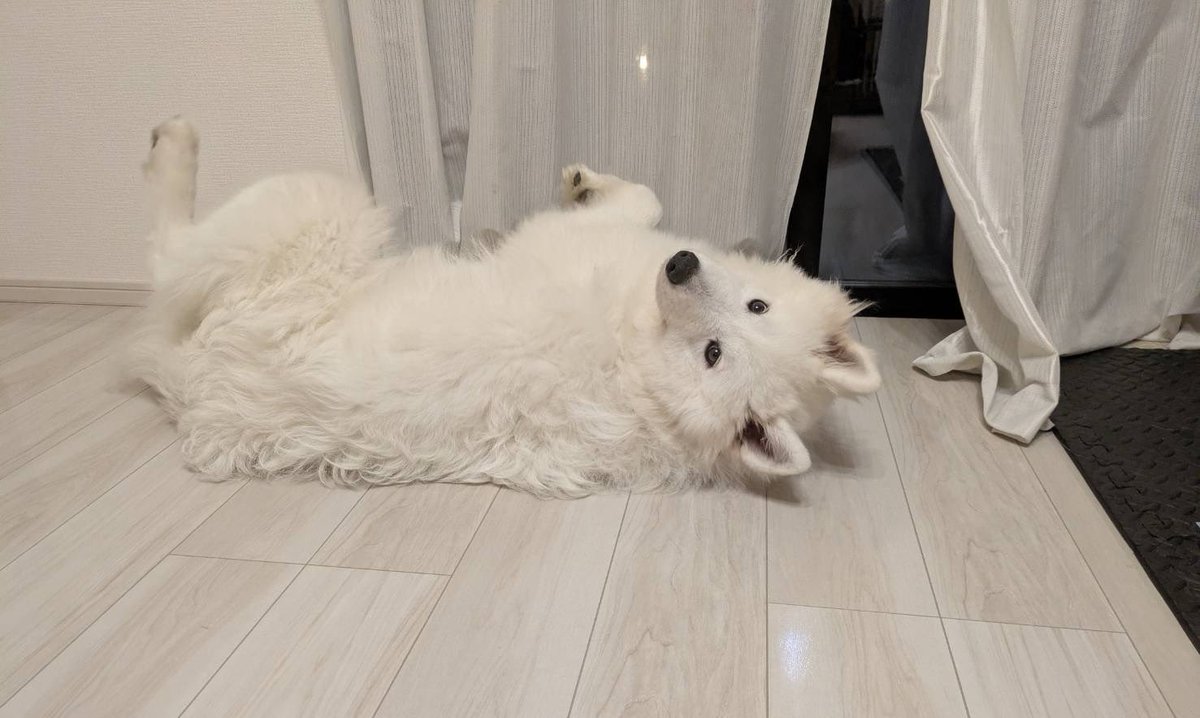 サモエド☆さだはる (@sadaharu__0905) / Posts / X