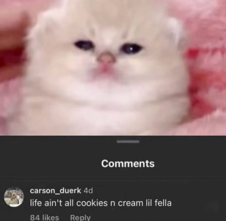 coolcatsociety's tweet image. 