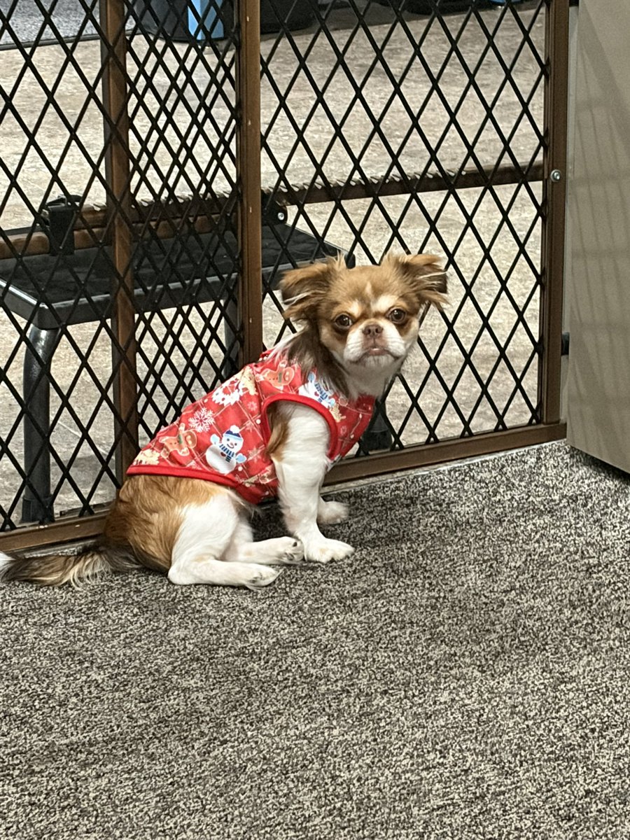 Pyralyn1's tweet image. 