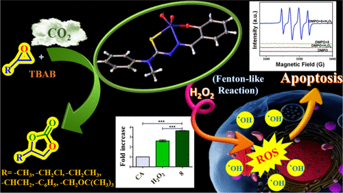 bhkenlo's tweet photo. Biological and Catalytic Potential of Vanadium Complexes of N-Methyl-N-phenylhydrazinecarbothioamide Based ONS Donor Ligands | Inorganic Chemistry https://t.co/2Ajb3Tvr4D Maurya and co-workers @InorgChem #vanadium #O_N_S_donors #CDT #DNA #chromatin #catalysis #CO2 #epoxide https://t.co/XKNP75fvc9
