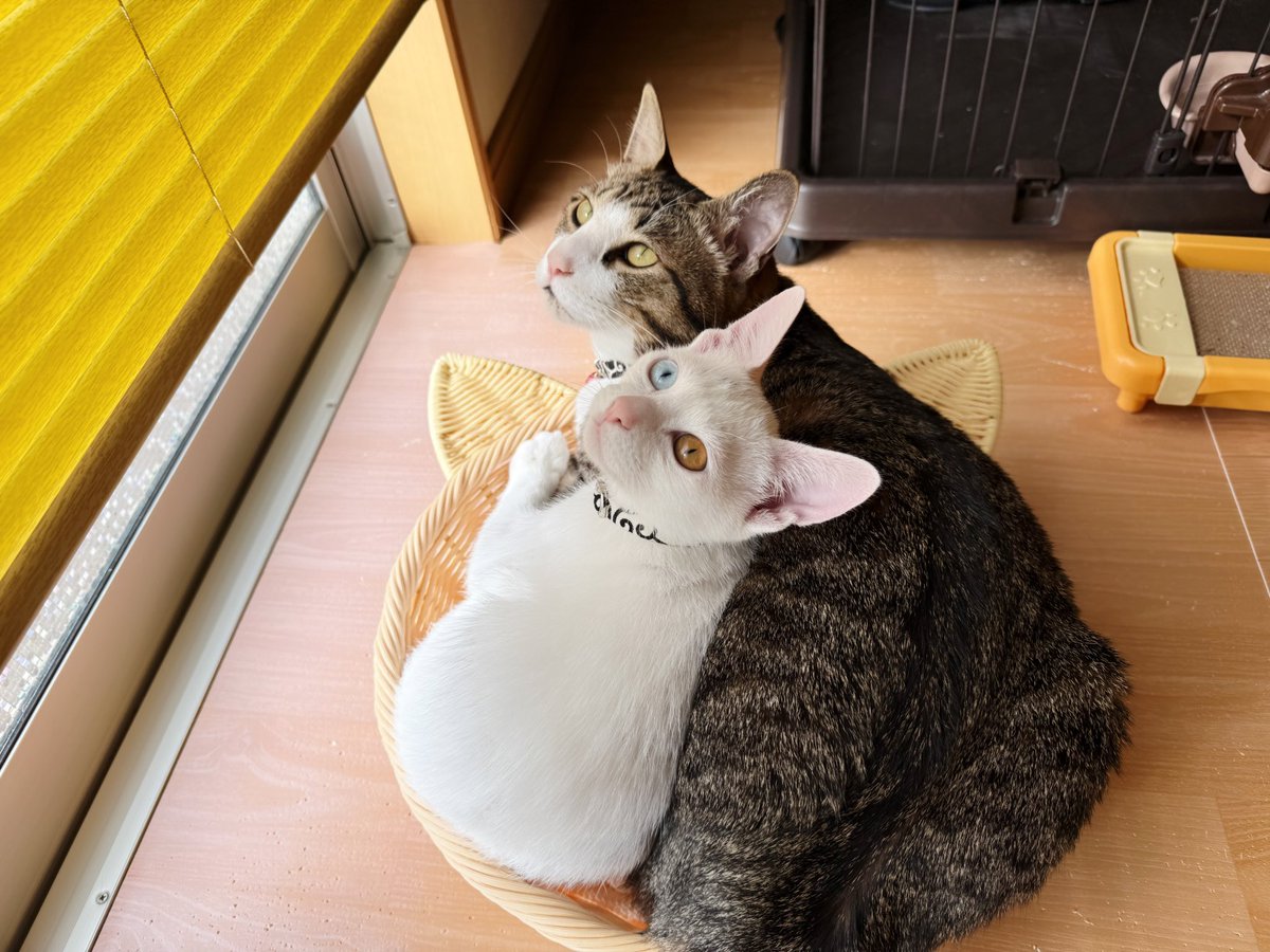 おはようございましゅ麻呂チョコMINT🐱🐱🐱🐱