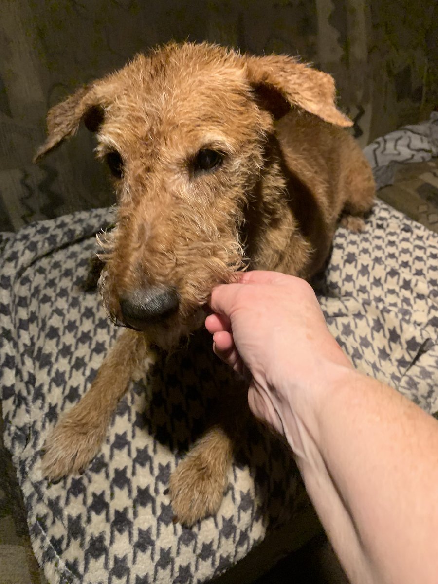 DublinIrishPup's tweet photo. Another gift from Jennifer a pal of Mum’s and mine wahoo 🥳😋🩷 #beefliver 🤤 https://t.co/jexAhVH40Y