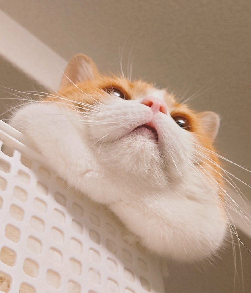 おちゃまる (@ochamarusan0126) / Posts / X