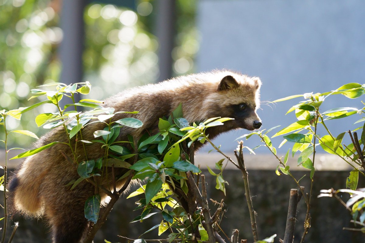 タヌキ本舗 #増税と大軍拡に反対します (@tanuki_honpo) / Posts / X