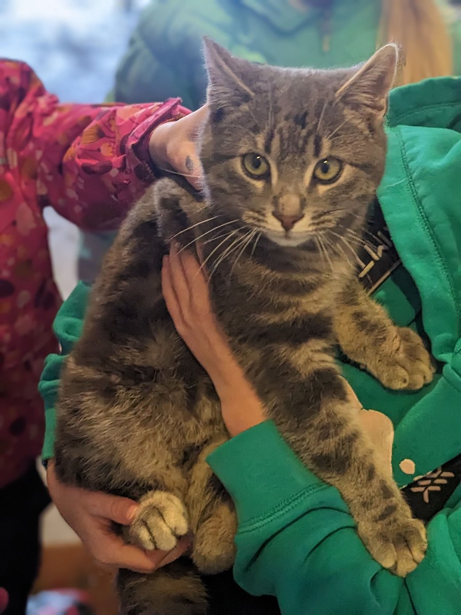 GuelphLostPets's tweet image. SEEKING OWNER. This grey tabby short-haired cat was found in the Beatty Line area of #Fergus on Dec 22, 2025. Safe with finder; proof of ownership will be required. If he/she is yours or you have any info contact Lydia via facebook.com/groups/ferguse… or let us know.