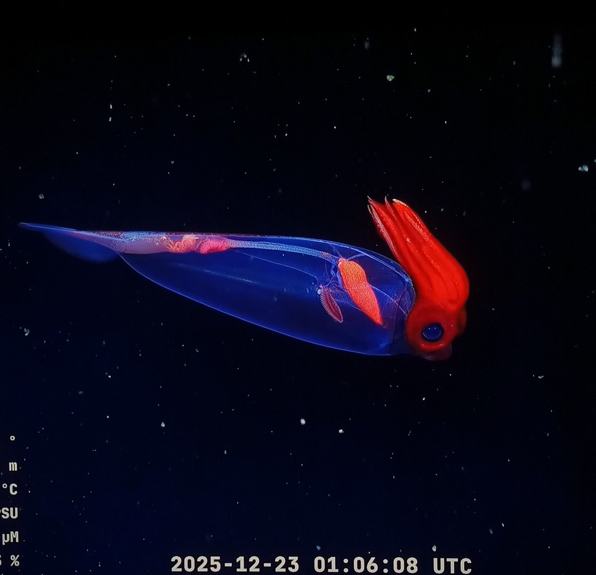 Bichos Argentos tweet media