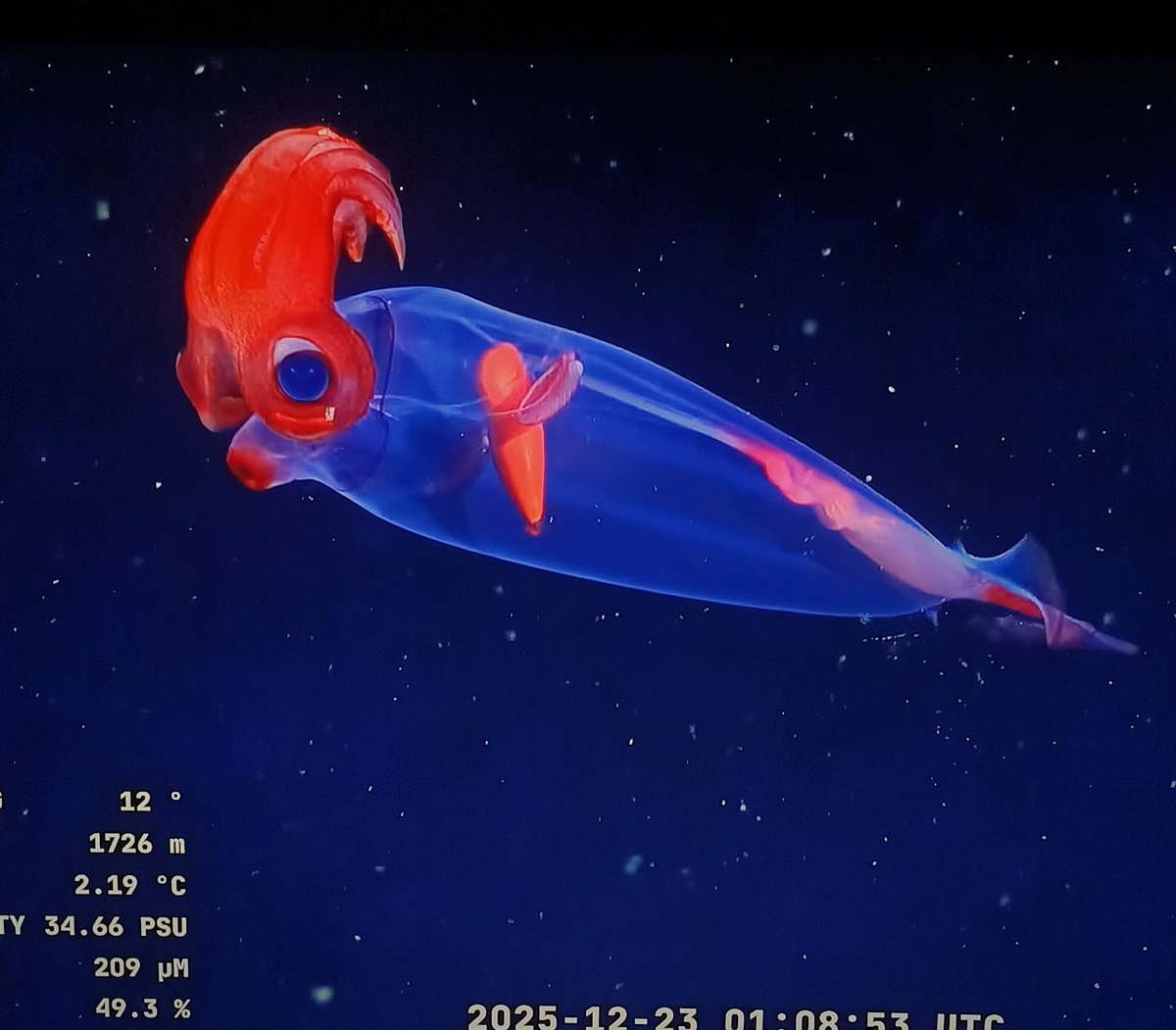 Bichos Argentos tweet media