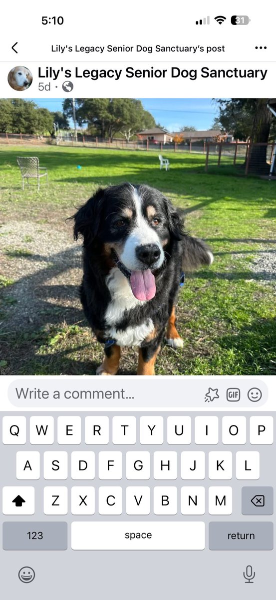 We honored our promise to Lily’s Legacy and Miss Ruby today 😊 mom paid her $300 adoption fee - now praying she finds a great home 🙏🐾❤️‍🩹 lilyslegacy.org #GoodDeeds #goodkarma