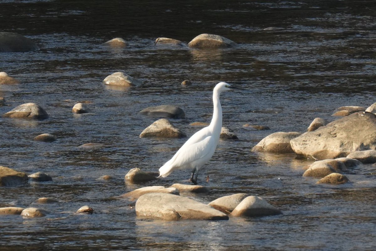 ztanuki (@ztanuki) / Posts / X