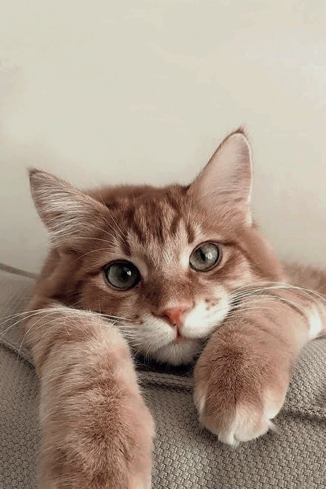 OnlyCatsTop's tweet photo. https://t.co/UH1t3sSoIX
