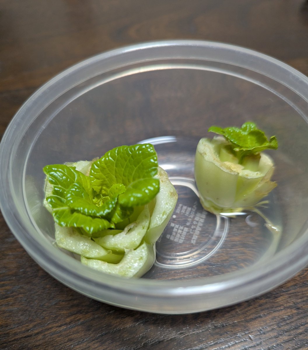 ★週末限定セール★Plum’s 梅津恭子kippisヒグマ×Mustikka ☆本日限定セール☆Plum's 梅津恭子kippisヒグマ×Mustikka