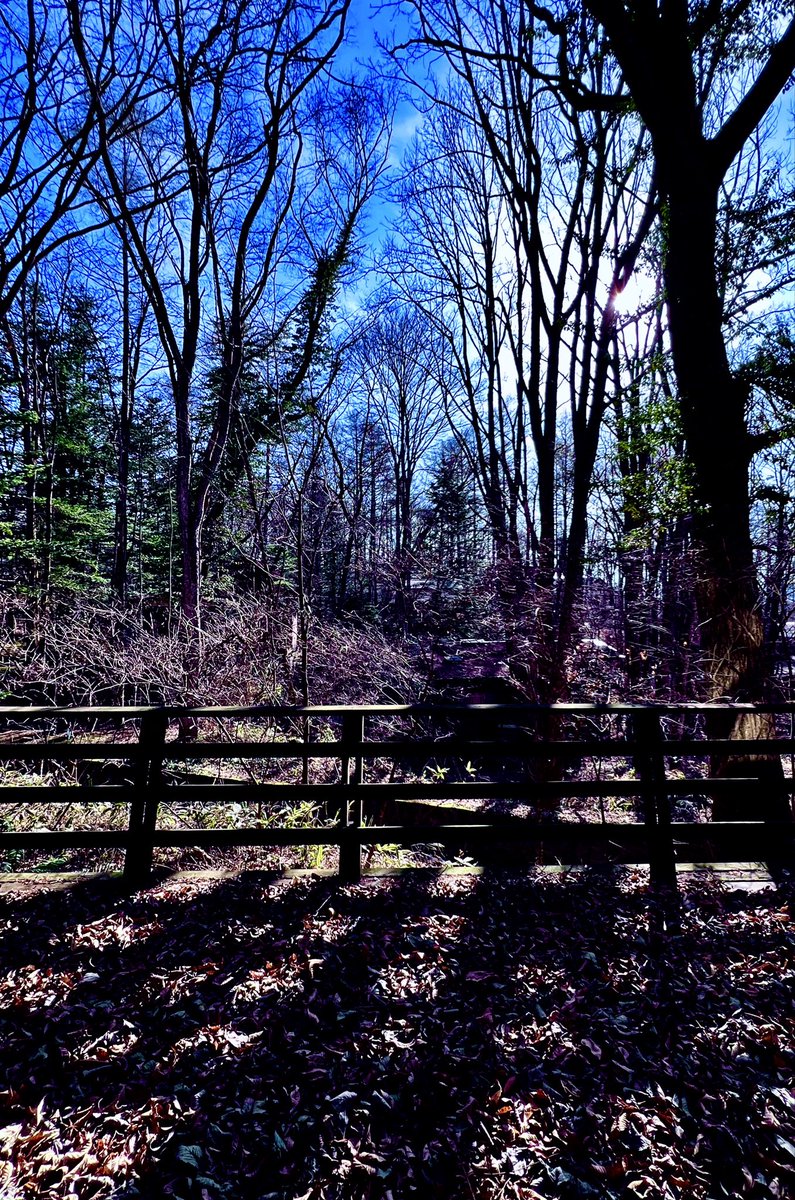 冬枯れの森はいいなあ。落ち葉でいっぱいのデッキには、午前の斜光が