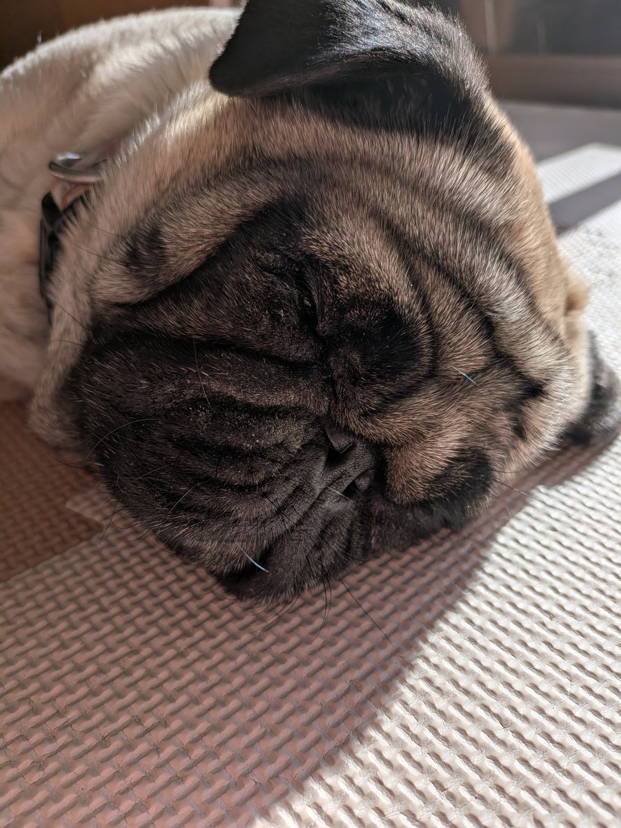 お日様が気持ちいいね🥰 ＃パグ