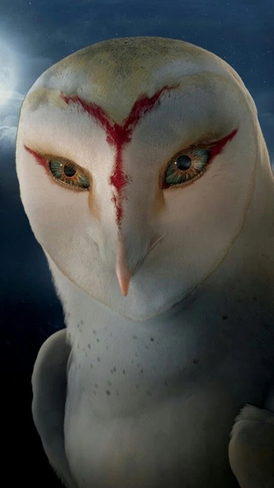 fencuary's tweet image. purely a visual thing but the red stripe was  giving me owl flashbacks