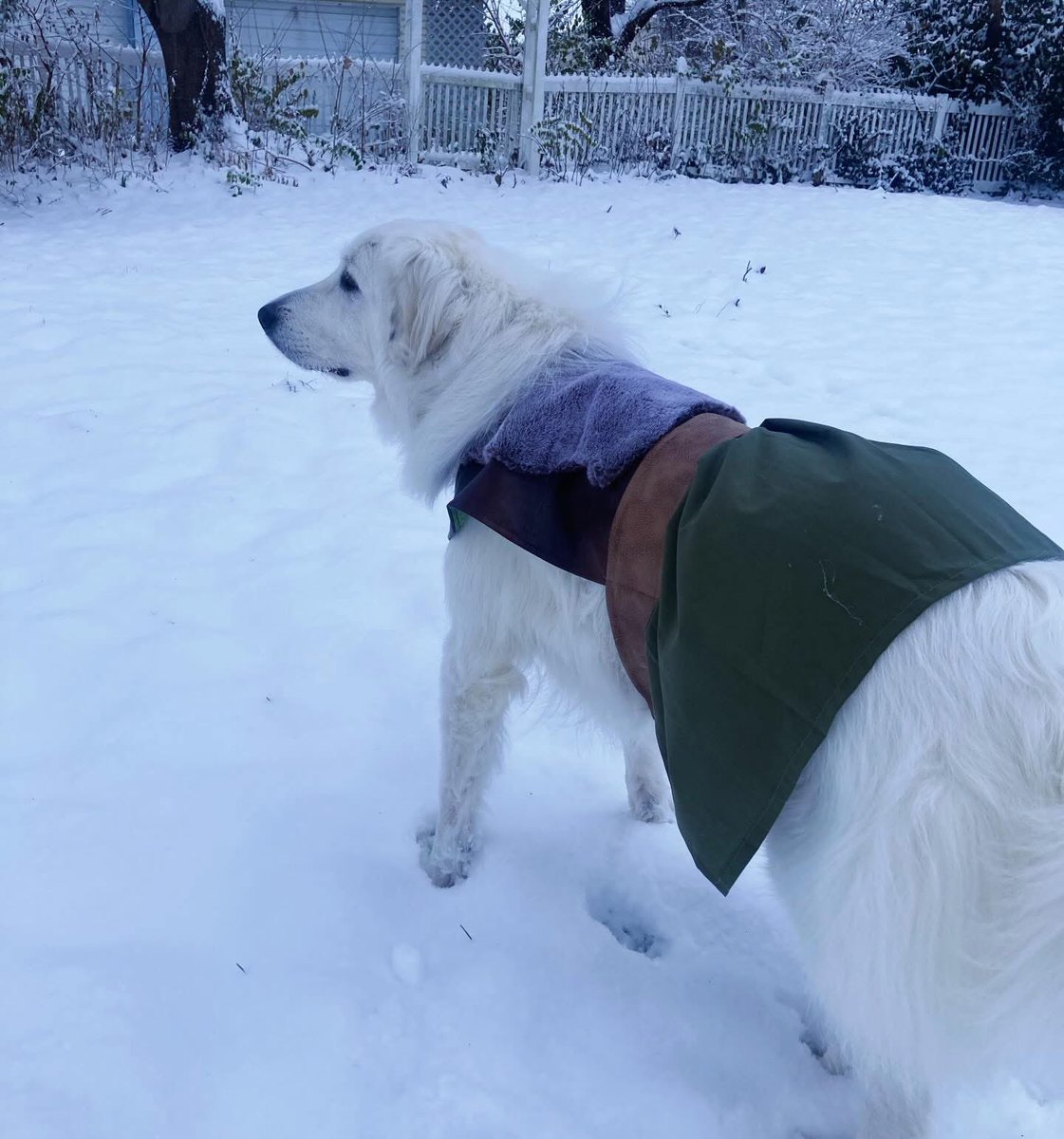 Anna The Pyrenees tweet media