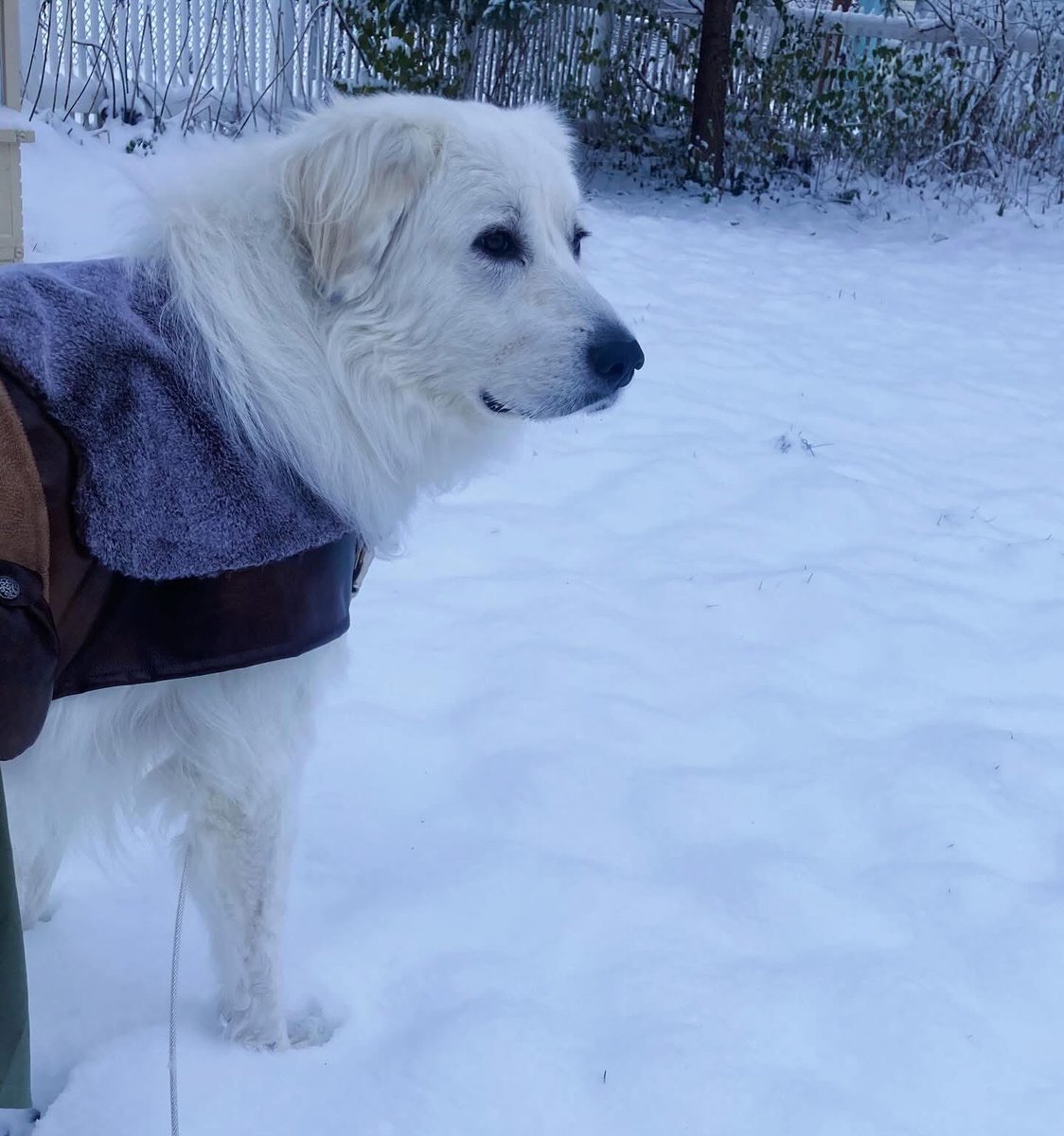 Anna The Pyrenees tweet media