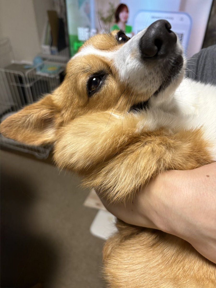 パパに抱っこされて首がたっぷたぷ