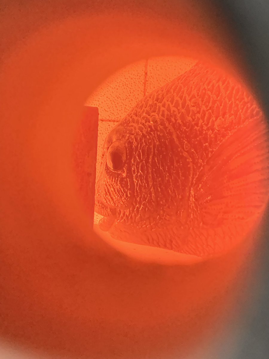 鯛図【洋中赤鬃魚】今井景樹 2600 海中の鯛 共箱 掛け軸 肉筆 鯛図【洋