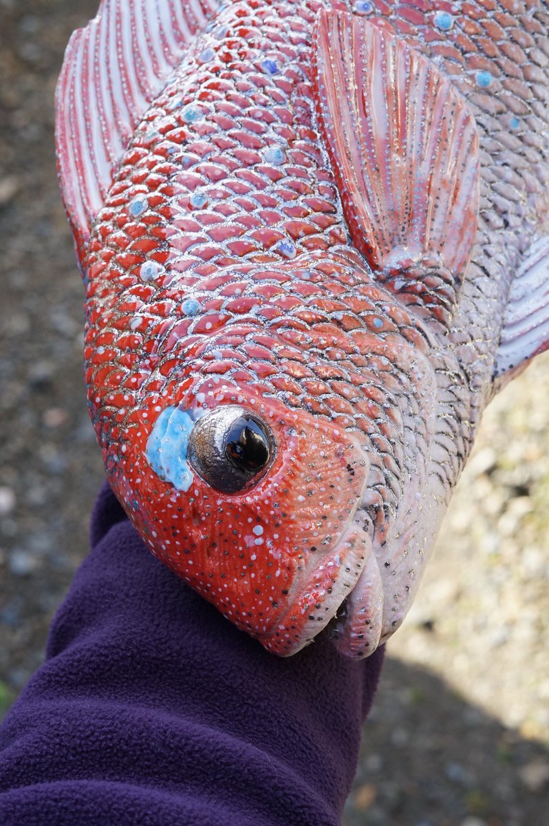 鯛図【洋中赤鬃魚】今井景樹 2600 海中の鯛 共箱　掛け軸　肉筆 鯛図【洋中赤鬃魚】今井景樹 2600 海中の鯛 共箱 掛け軸 肉筆 - メルカリ