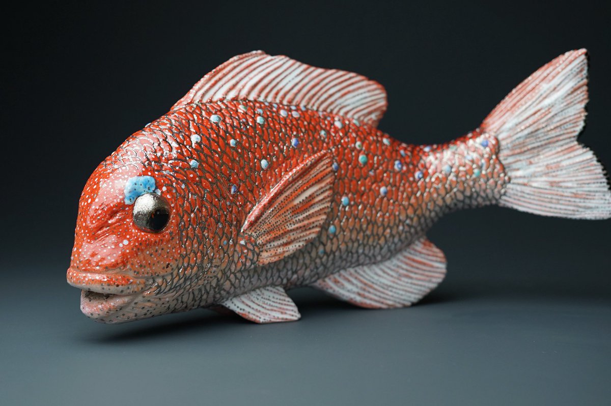 鯛図【洋中赤鬃魚】今井景樹 2600 海中の鯛 共箱　掛け軸　肉筆 鯛図【洋中赤鬃魚】今井景樹 2600 海中の鯛 共箱 掛け軸