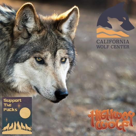California Wolf Center tweet media