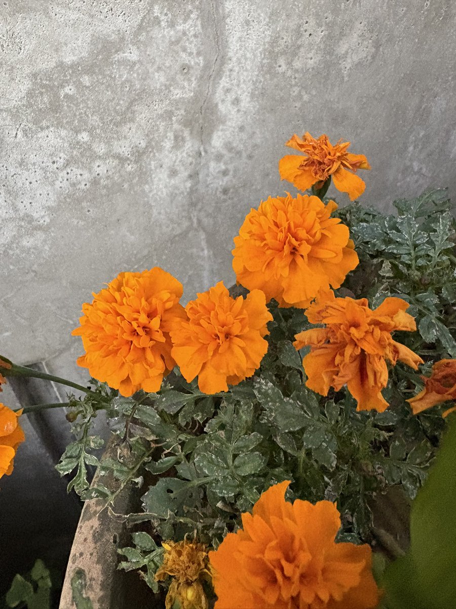 murasaki_hana_'s tweet image. 本日のマリーゴールド
フィナーレって感じですかね
香りもよかったですよ☺️🏵️
#Marigold #Tagetes
