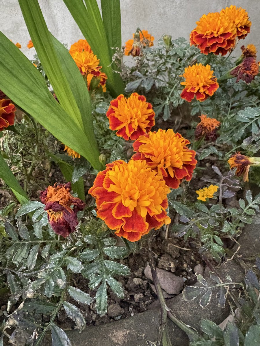 murasaki_hana_'s tweet image. 本日のマリーゴールド
フィナーレって感じですかね
香りもよかったですよ☺️🏵️
#Marigold #Tagetes