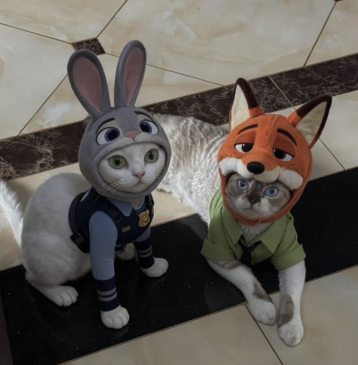 💖 (@twaniimals) on Twitter photo 