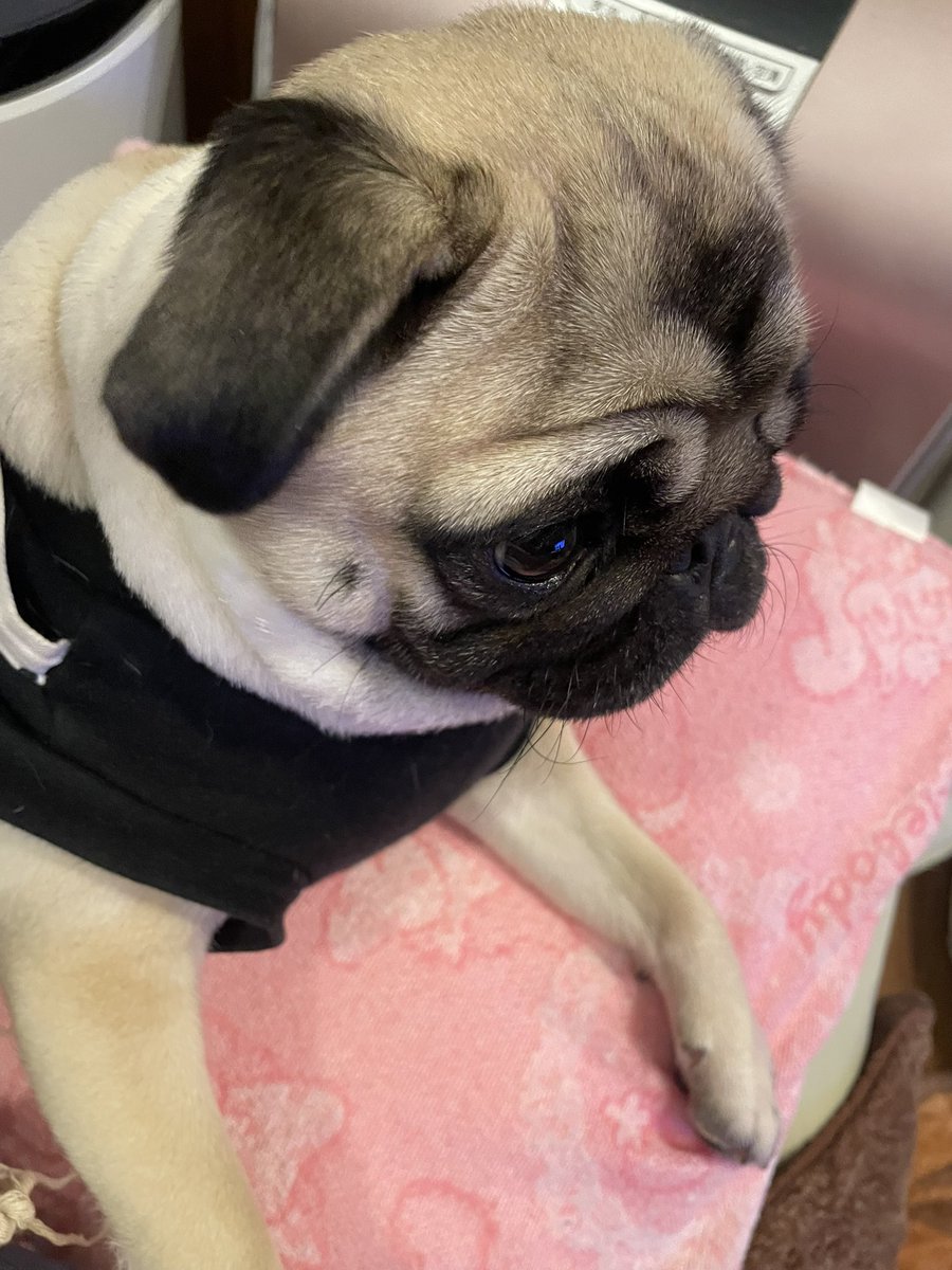 パグ Post by パグのぱぴぷぺ、パポ！ on X: フレブル詐欺