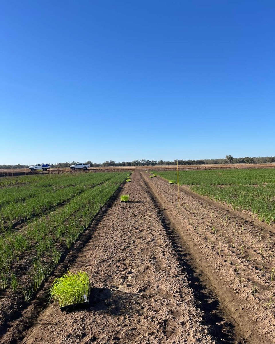This CY26 season the team have been transplanting from glasshouse to field, in order to further accelerate the breeding process 🌱

#ricebreedingaustralia #rice #RiceForTheFuture #transplanting