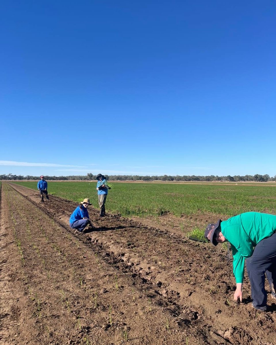 Rice Breeding Australia tweet media