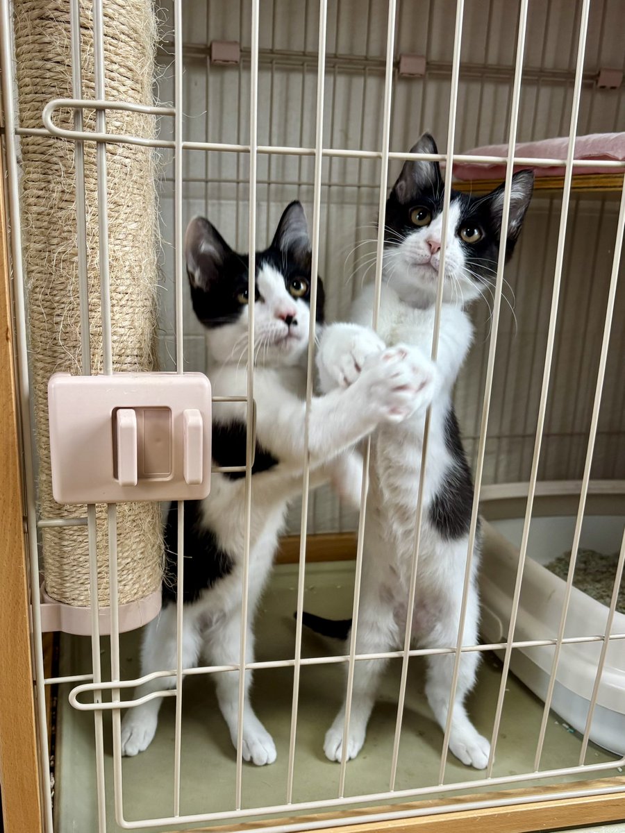 猫中毒 (@BabyCat0w0) / Posts / X