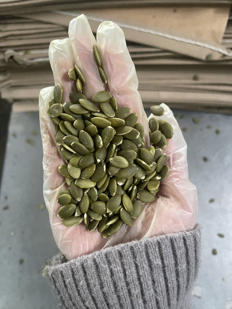 Carolche1121's tweet photo. Shine skin pumpkin seed kernels AA 
2*12.5kg vacuum cartons https://t.co/Gd5X2dUCcJ