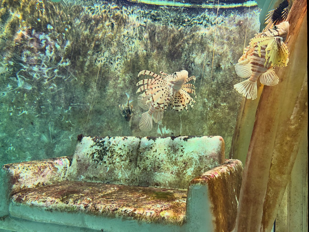 ZBugarszki's tweet photo. Take a sit #singapore #oceanarium https://t.co/ZMugUKGTgC
