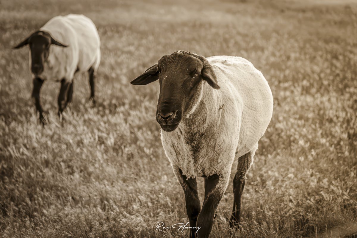 RunHarmonyNC's tweet photo. Nothing dramatic, nothing rushed—just livestock moving through tall grass under open skies. Sometimes the simplest scenes carry the most weight. #Photo #PhotoOfTheDay #Wyoming #Kaycee https://t.co/mMlra8qlKF