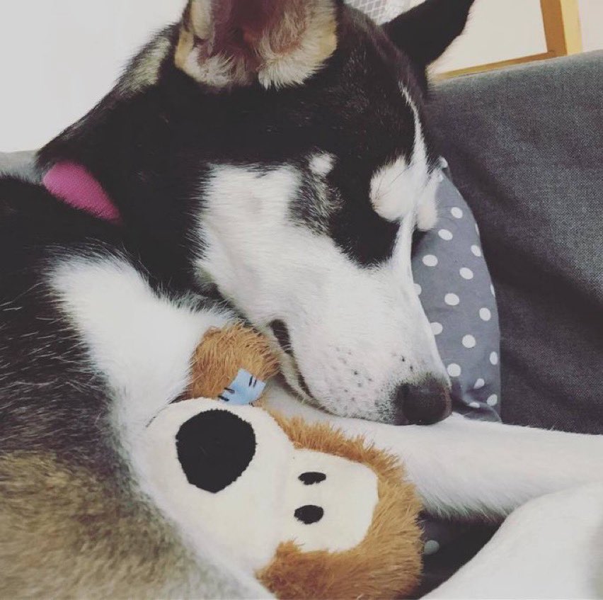 Goodnight silly little animal people in my phone.