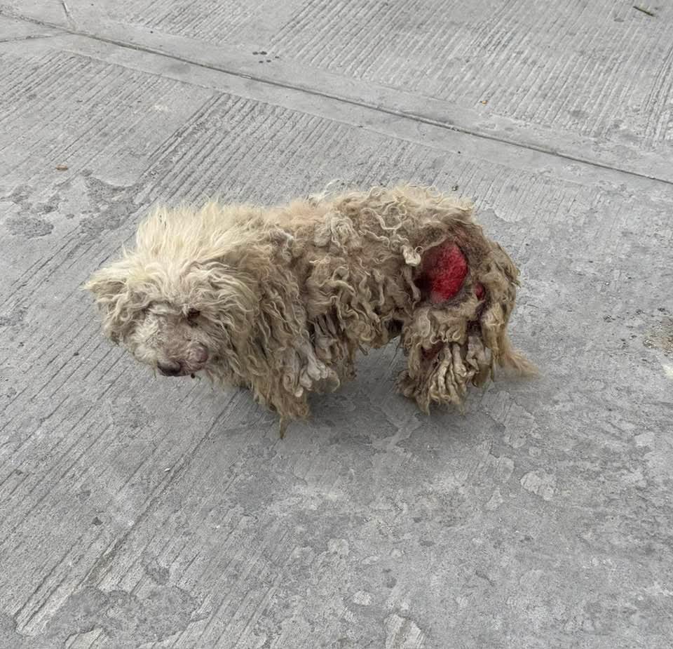 🎄 En Navidad ningún ser vivo debería estar en las calles 💔🐾
Este pequeñito está herido…
su cuerpecito es tan pequeño y aun así está soportando un dolor enorme en la calle.
Tiene un amiguito, y juntos están solos, tristes, con heridas que les duelen muchísimo y sin nadie que