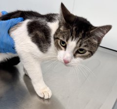 PeterAskin1's tweet photo. Poor Prince is feeling sad & low
as death may come like a terrible blow!
He needs help in many ways
to shine & live out his days!
Only pledges many & more
will get him off the kill floor!
NYC ACC is the worst
& he was last may he be first!
Tag @AdamsPaulGrimke!
BEYOND URGENT! 🙏
https://t.co/7xH3jFaZuW